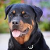 Arni, Charakterhund mit Prüfungen