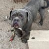 Patapouf ein fröhlicher Hund sucht Zuhause