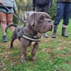 Patapouf ein fröhlicher Hund sucht Zuhause