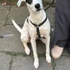 Kalea möchte mit dir das Hunde 1x1 lernen