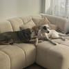 Kalea möchte mit dir das Hunde 1x1 lernen