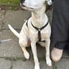 Kalea möchte mit dir das Hunde 1x1 lernen