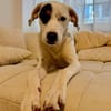 Kalea möchte mit dir das Hunde 1x1 lernen