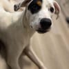 Kalea möchte mit dir das Hunde 1x1 lernen