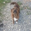 Maggy, eine treue kleine Seele