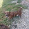 Maggy, eine treue kleine Seele