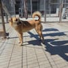 Romy eine Rose zum verlieben