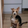 Paco - in Deutschland -sucht dringend neue Familie!