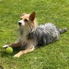 Paco - in Deutschland -sucht dringend neue Familie!