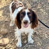 SIERRA