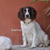 SIERRA