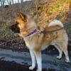 Akita-Inu sucht erfahrene Rasseliebhaber