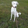 Zoran nun Odin 60 cm  (Pflegestelle)