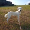 Zoran nun Odin 60 cm  (Pflegestelle)