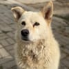 Ellie - verschmuste Hündin liebevolles Zuhause (auf PS)