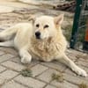 Ellie - verschmuste Hündin liebevolles Zuhause (auf PS)