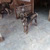 Stina, 40 cm suchen Sicherheit
