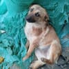 Tamika, vorsichtige, kleine Schönheit