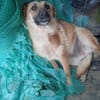 Tamika, vorsichtige, kleine Schönheit