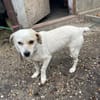 Kleine Ophelia braucht starkes Zuhause