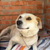 Kleine Ophelia braucht starkes Zuhause