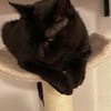 Gina sucht ein ruhiges, liebevolles Zuhause
