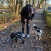 Elian - Toller Herzenshund sucht sein Glück