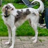 Faroukh, klug, bewegunsgfreudig, verspielt