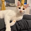 Copper & Monchi liebes  Dreamteam sucht Familie