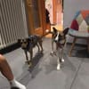Romo, aufgeweckt, neugierig, lernwillig