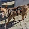 Nadia, verträglich, verschmust, freundlich
