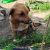 Lilu hat ihren Menschen verloren