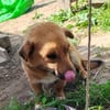 Lilu hat ihren Menschen verloren
