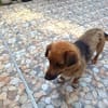 Lilu hat ihren Menschen verloren