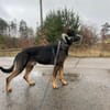 Loki