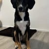 Andina sucht Hundeerfahrene Menschen...