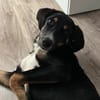 Andina sucht Hundeerfahrene Menschen...