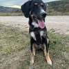 Andina sucht Hundeerfahrene Menschen...