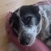 Zoe - das freundliche liebe Goldstück