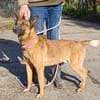Malinois-Mix ROCKY wartet in 07806 Weira
