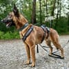 Malinois-Mix ROCKY wartet in 07806 Weira