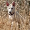 Lizzy - tapferes Hundekind sucht Zuhause