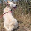 Lizzy - tapferes Hundekind sucht Zuhause