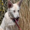 Lizzy - tapferes Hundekind sucht Zuhause