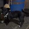 Kleine Hunde suchen ein Zuhause