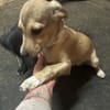 Kleine Hunde suchen ein Zuhause