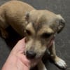 Kleine Hunde suchen ein Zuhause