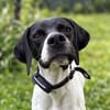 Melina, geb. ca. 01/2025, 67735 Mehlbach