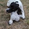 Melina, geb. ca. 01/2025, 67735 Mehlbach