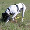 Melina, geb. ca. 01/2025, 67735 Mehlbach